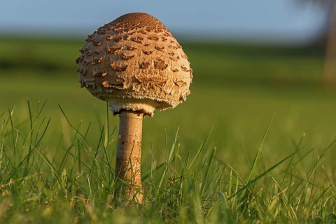 Mushroom