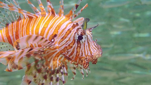 Close up of Common Lionfish or Red Lionfish (Pterois volitans) hunting swims next to a large school