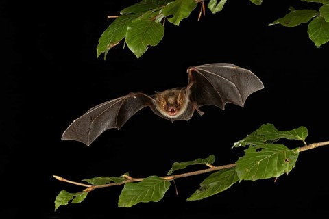 Greater mouse-eared bat (Myotis myotis) in flight, Lower Saxony, Germany, Europe