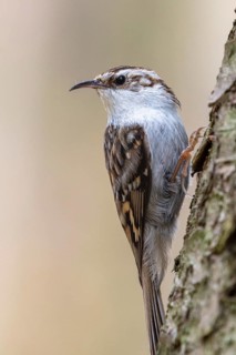Eurasian treecreeper (Certhia familiaris), sitting on a tree trunk, foraging, Mecklenburg-Western