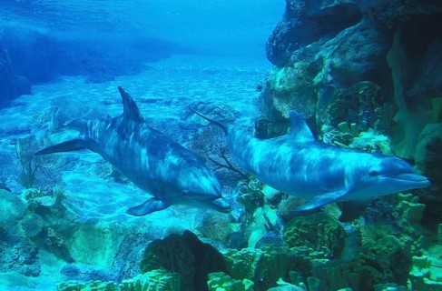 Bottlenose Dolphin (tursiops truncatus)