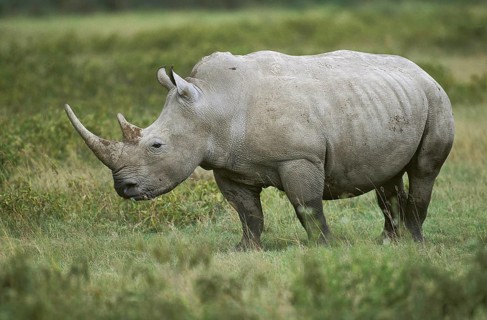 WHITE RHINOCEROS (ceratotherium simum) ADULT IN SAVANNAH, SOUTH AFRICA
