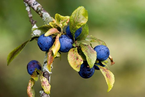 Blackthorn (prunus spinosa) or Sloe Tree, Fruits on Branch, Normandy
