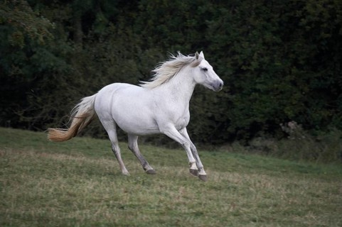 Connemara Pony, Mare Galloping though Meadow