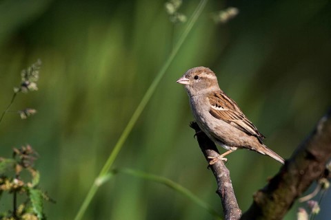 House Sparrow (passer domesticus), Female standing on Branch, Normandy