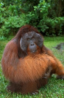 Orang Utan, Male standing on Grass, Borneo (pongo pygmaeus)