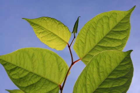 Leaves of Japanese knotweed against a blue sky
