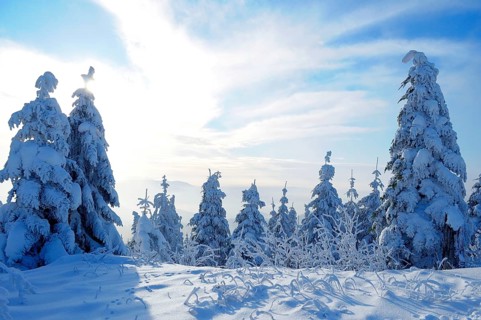 Black Forest, Black Forest in winter, spruce forest, Black Forest High Road, snowy landscape, at