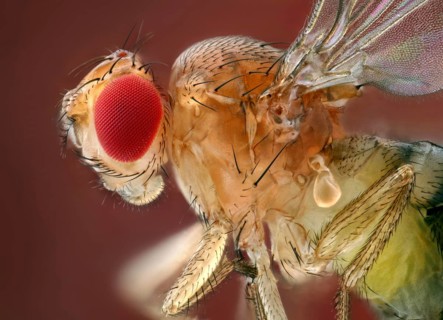 Side view of a fruit fly (Drosophila melanogaster)