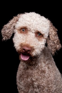 Lagotto Romagnolo, male, truffle dog