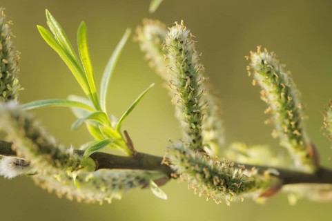 White Willow (Salix alba), male catkins, North Rhine-Westphalia, Germany, Europe