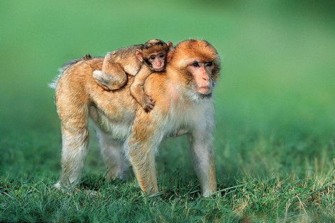 Barbary macaque, female with young (Macaca silvanus)