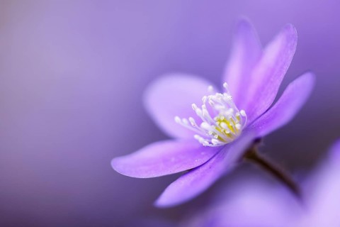 Three-lobed liverwort (Hepatica nobilis), Upper Danube nature park Park, Baden-Württemberg,