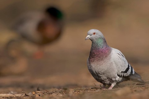 City pigeon