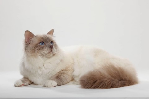 Birman cat, lilac-point, male, holy birman