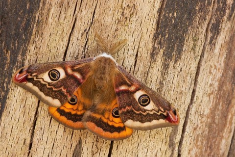 Small emperor moth (Saturnia pavonia) male, Rhineland-Palatinate, Germany, Europe