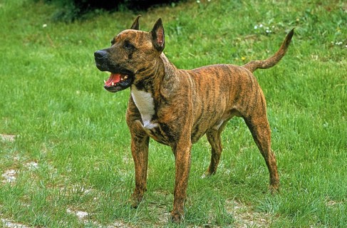 American Staffordshire Terrier (Old standard breed with cropped ears), dog on grass