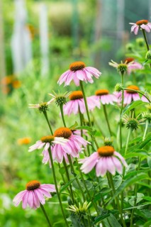 (Echinacea) purpurea in garden. Healing plant used for medical purposes in pharmaceutical industry