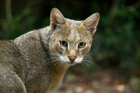 Jungle Cat (felis chaus), Portrait of Adult