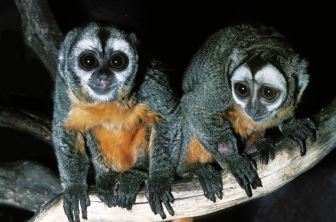 DOUROUCOULI OR OWL three-striped night monkey (aotus trivirgatus), ADULT