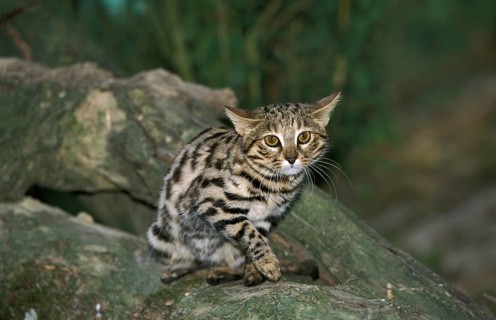 Black-footed cat (felis nigripes)