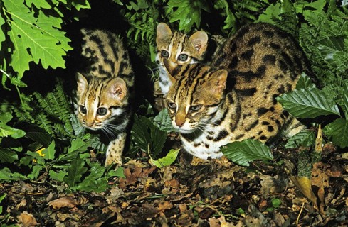Leopard cat (prionailurus bengalensis), female with kitten
