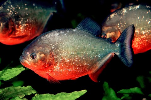RED BELLIED PIRANHA (pygocentrus nattereri), ADULTS