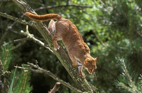 Rusty-spotted cat (prionailurus rubiginosus), adult on branch