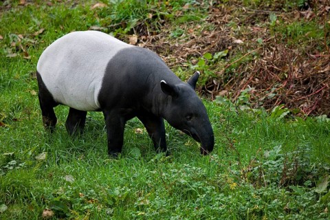 Malayan Tapir (tapirus indicus), Adult