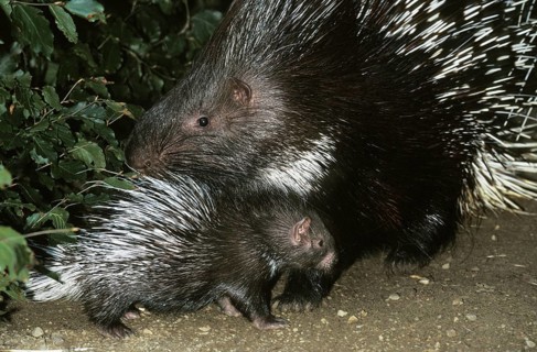 Crested porcupine (hystrix cristata), female with young