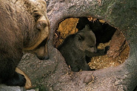 Brown bear (ursus arctos), FEMALE WITH DICE AT THE HOLLOW ENTRANCE