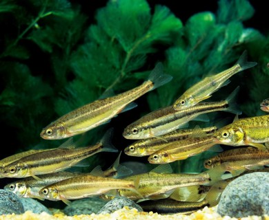 Minnow, bitterfish, minnow, minnows, bitterfish (phoxinus phoxinus), minnows, minnows, minnows,