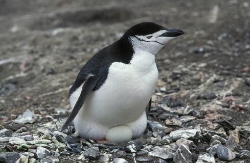 Chinstrap penguin, pygoscelis antarctican, adult on its egg in the nest, Antarctica