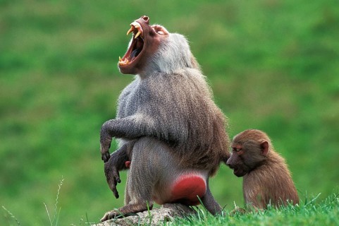 HAMADRYAS BABOON (papio hamadryas), FEMALE WITH MALE YAWNING