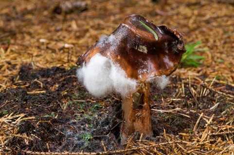 Blusher (Amanita rubescens) with mould