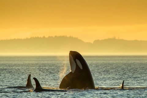 Orcas (Orcinus orca), Johnstone Strait, British Columbia, Canada, Killerwhale, North America