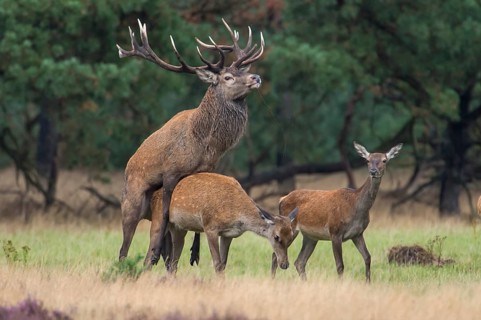 Red deer (Cervus elaphus) couple, copulating, Hooge Veluve National Park, Netherlands