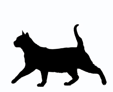 Zibeline Burmese Domestic Cat, Adult Silhouette Against White Background