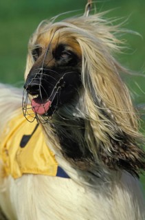 Portrait of an Afghan dog with muzzle