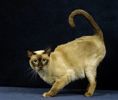Tonkinese domestic cat, female in heat against black background