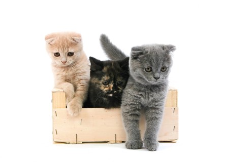 Blue Scottish Fold and Cream Scottish Fold and Black Tortoiseshell British Shorthair Domestic Cat,