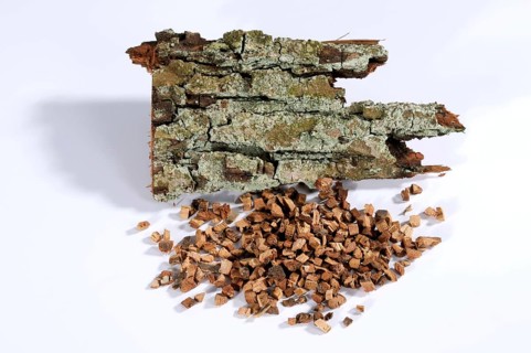 English oak (Quercus robur), bark, oak bark