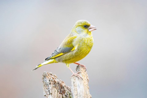 Greenfinch (Carduelis chöloris) Germany