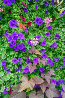 Petunias (Petunia) and hanging geraniums (Pelargonium peltatum), Allgäu, Bavaria, Germany, Europe