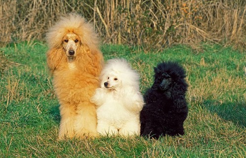 APRICOT GIANT POODLE WITH TWO BLACK AND WHITE POODLES