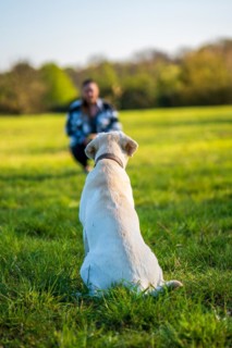 Dog training with women in the meadow