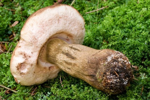 Biliary tube (Tylopilus felleus)