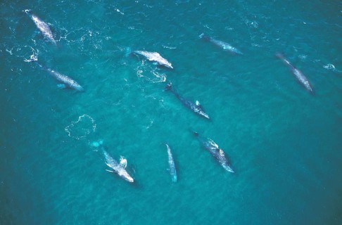 Gray whale (eschrichtius robustus) or Gray Whale, group, aerial view, Baja California in Mexico