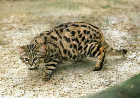 Black-footed cat (felis nigripes), adult