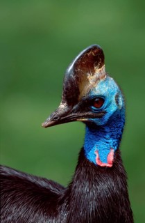 Dwarf Cassowary (Casuarius bennetti)